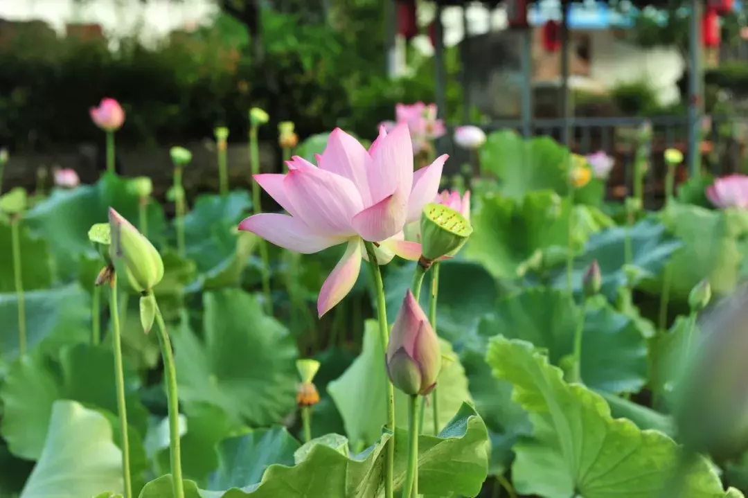 十首荷花诗词，唯美了整个夏天