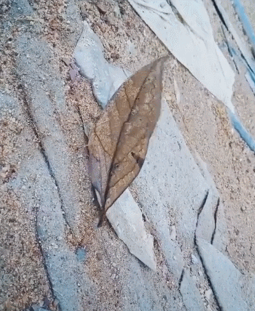 寻不到花的枯叶蝶,永远看不见凋谢!为了生存,绝世容颜也要掩藏