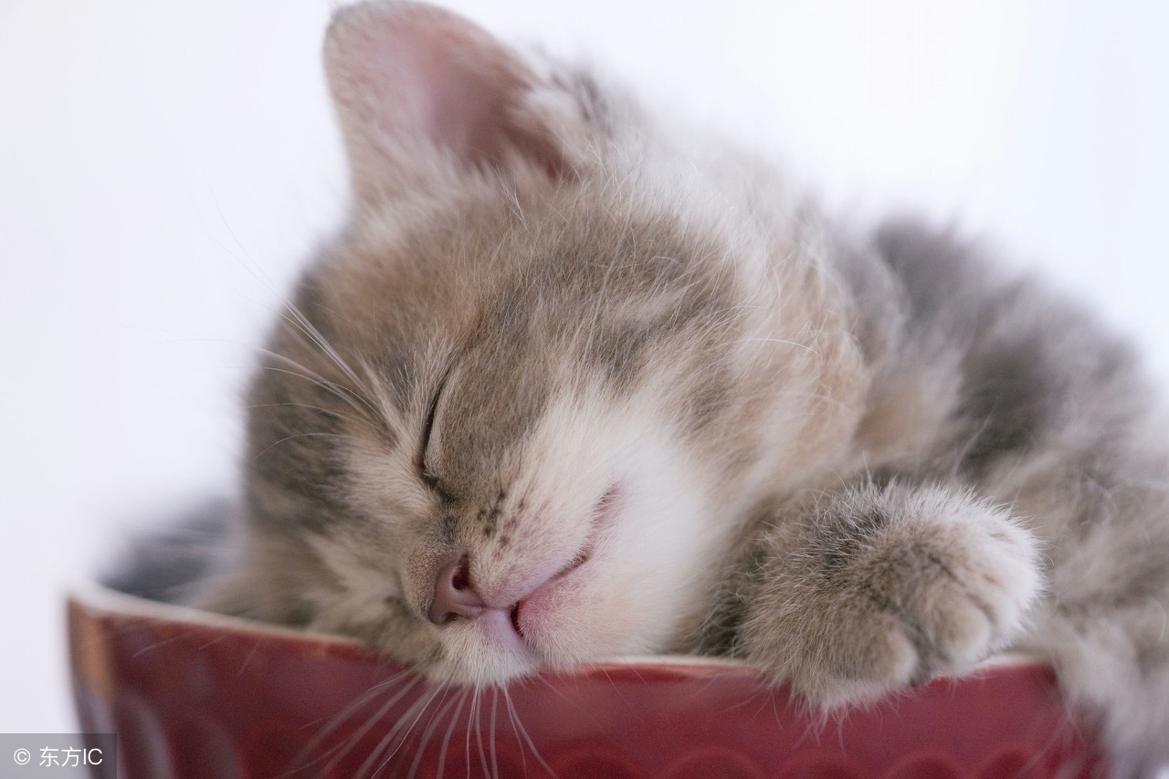 怎样养猫一只猫，除了猫粮，你还可以选择这样健康的自制猫饭！