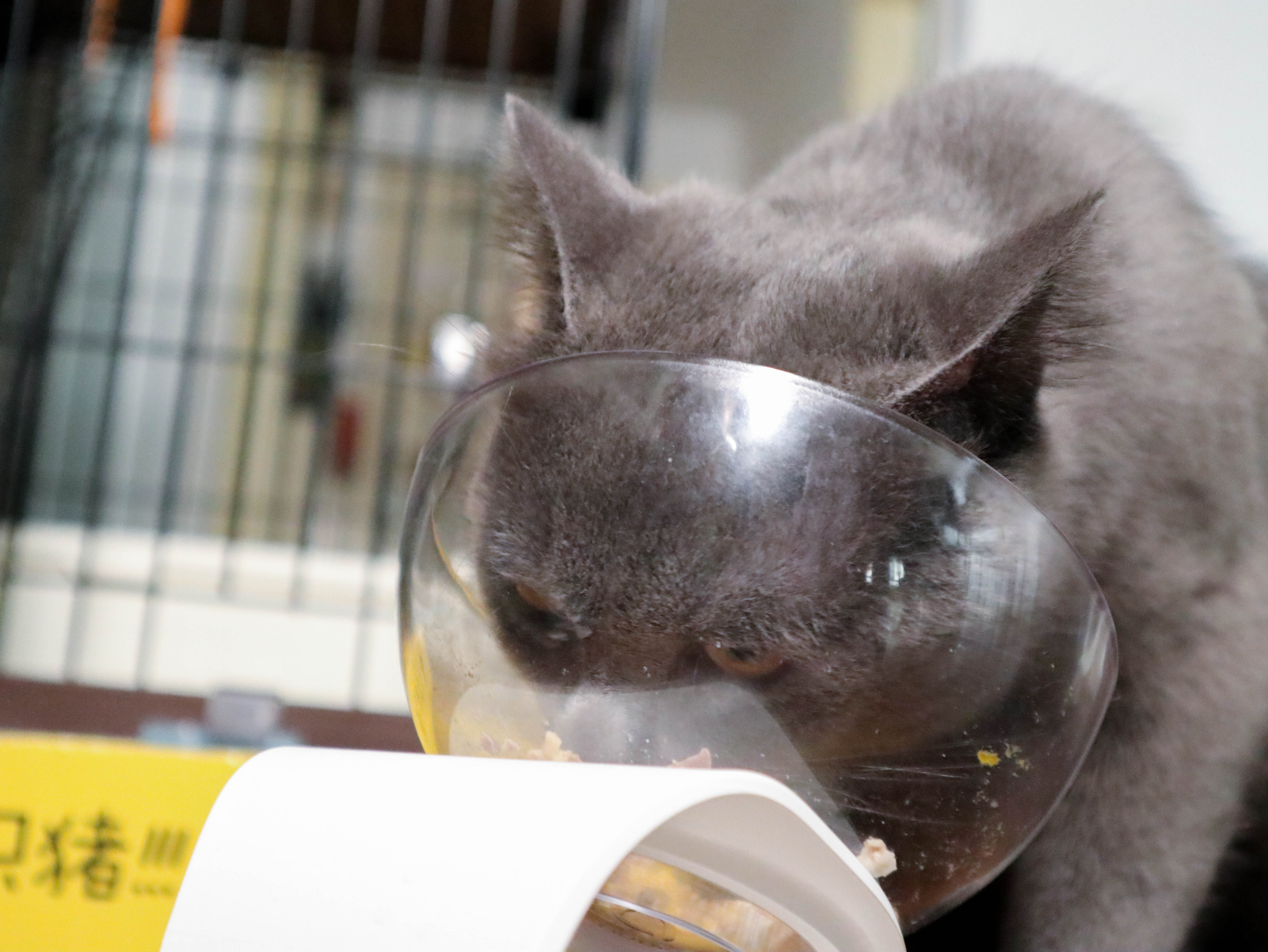 怎样养猫一只猫，除了猫粮，你还可以选择这样健康的自制猫饭！