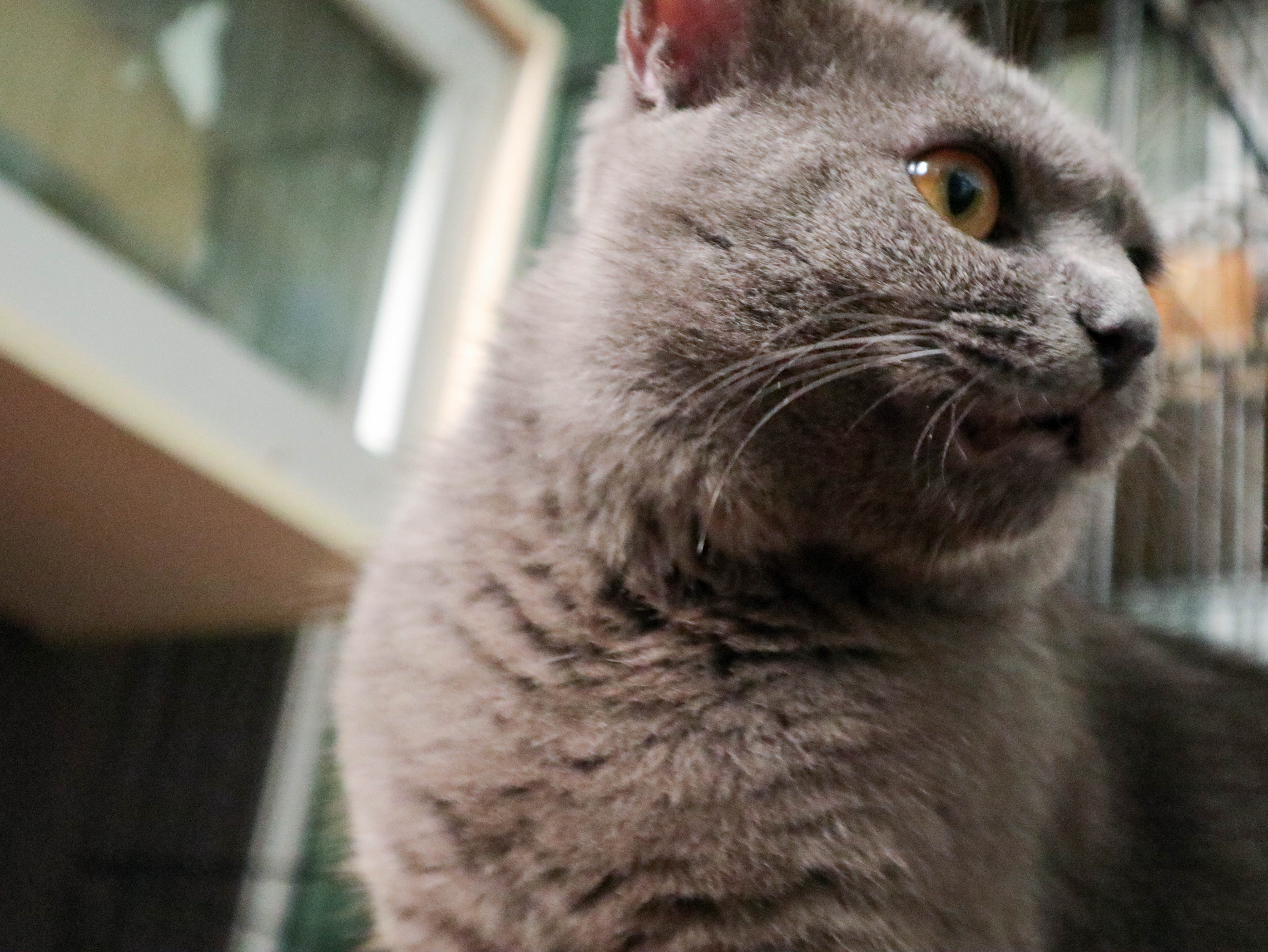 怎样养猫一只猫，除了猫粮，你还可以选择这样健康的自制猫饭！