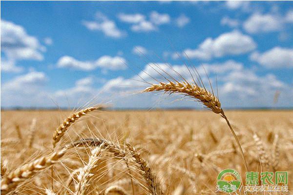 伊川小麦今日价格「小麦秸秆今日价格」