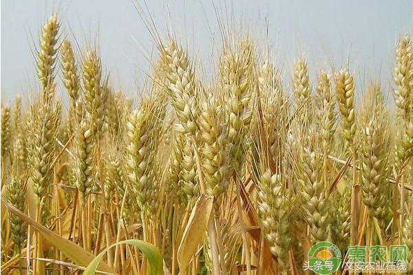 伊川小麦今日价格「小麦秸秆今日价格」