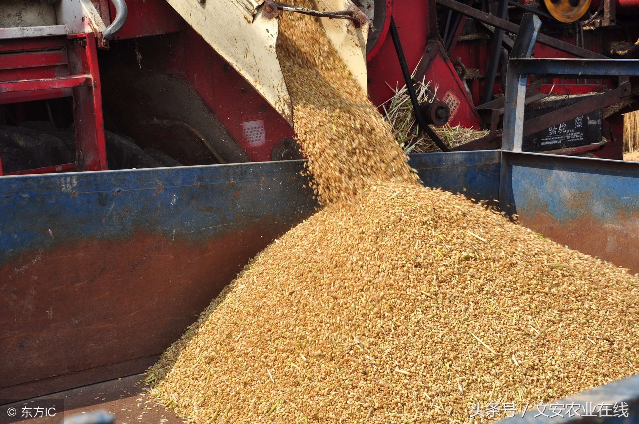 近期小麦价格还能上涨多久？今日小麦价格最新收购价格行情
