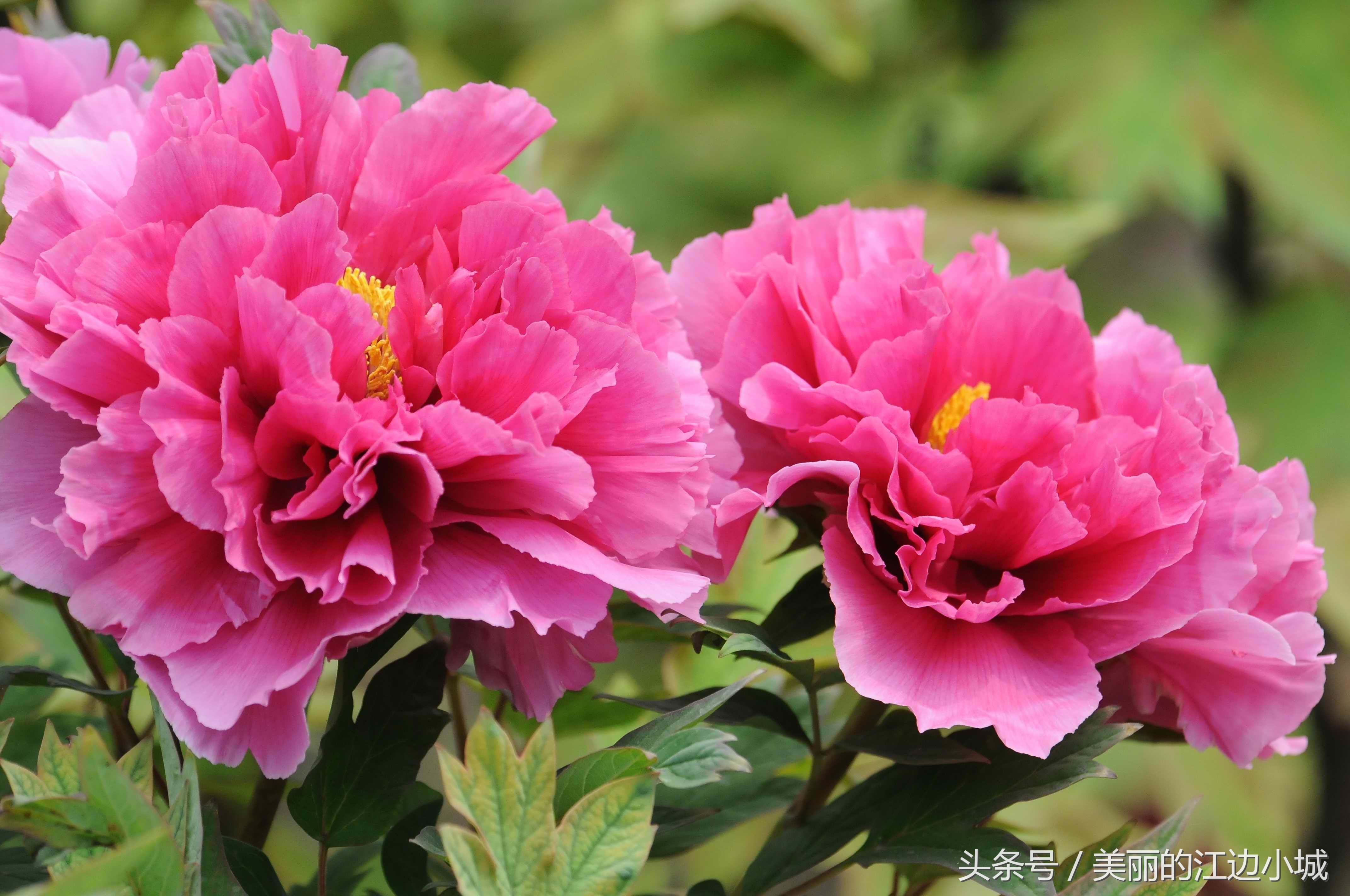 中国十大名花 十大最漂亮的牡丹花-思宇生活
