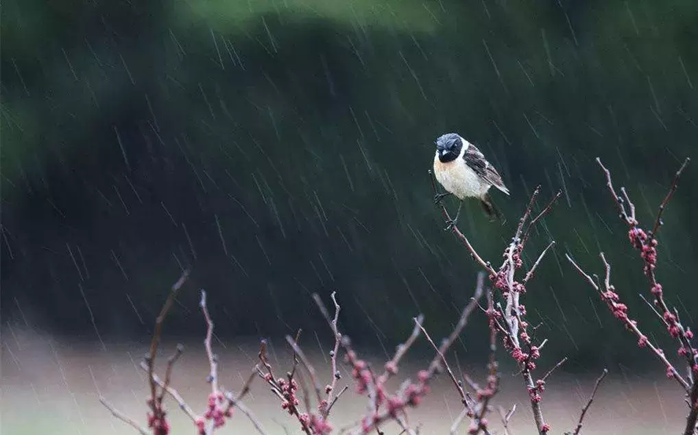 烟雨夜读｜心似双丝网，中有千千结