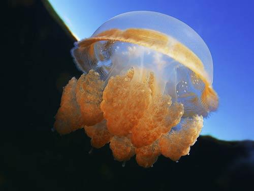 海蜇是水母吗,海蜇是水母吗