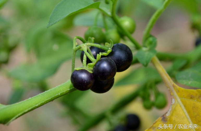 这野草果实极像蓝莓,地间当杂草除去,却不知是珍贵的"天茄子"