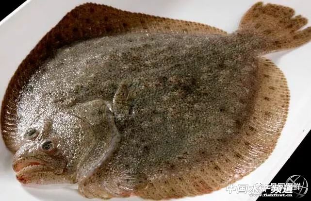 比目鱼今日市场价格,黄金比目鱼多少钱一斤市场价
