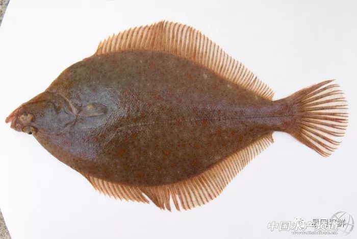 如何区分市场常见的比目鱼?