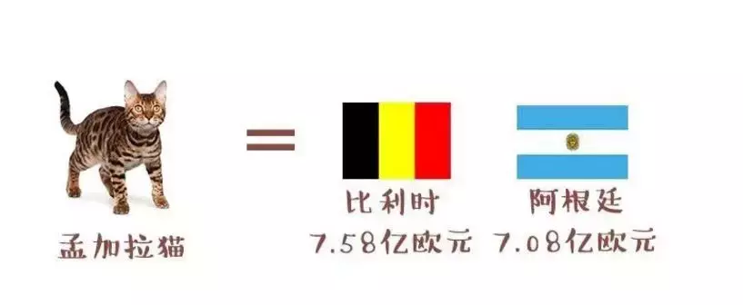 世界杯区块猫猫字6(世界杯球队和猫咪的身价对比，关于中国队的象征，那可是无价之宝)