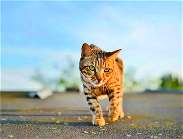 猫咪看世界杯足球视频(世界杯球队和猫咪的身价对比，关于中国队的象征，那可是无价之宝)