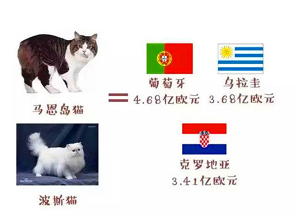 猫咪看世界杯足球视频(世界杯球队和猫咪的身价对比，关于中国队的象征，那可是无价之宝)