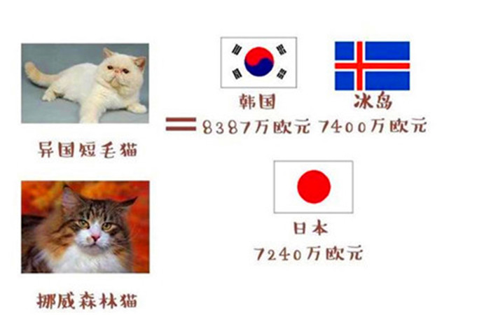 世界杯区块猫猫字6(世界杯球队和猫咪的身价对比，关于中国队的象征，那可是无价之宝)