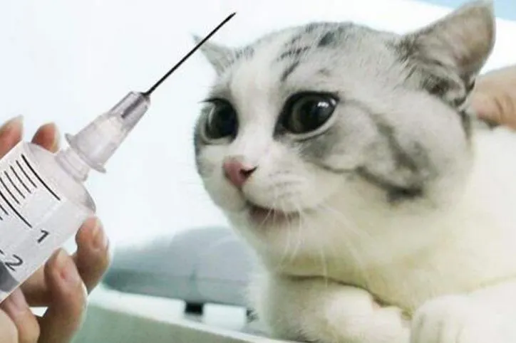 十问铲屎官：猫咪疫苗你知多少？都懂了才不会被宠物医院坑