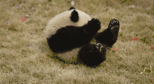 ▼翻跟头翻累啦,大伙一起吃起来嗨▼差不多了,要休息啦▼再见啦,朋友