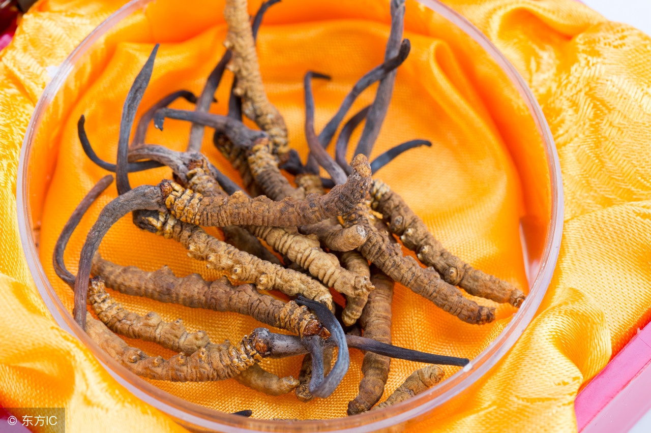 冬虫夏草真的那么神奇？这3个功效使其倍受推崇，信不信由你