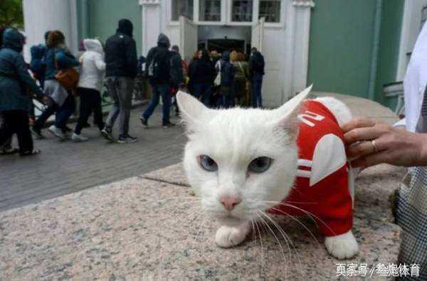 世界杯神兽预测（阿根廷闯祸了：世界杯官方神兽4次预测全部命中 唯独梅西逃过一劫）-趣拿体育