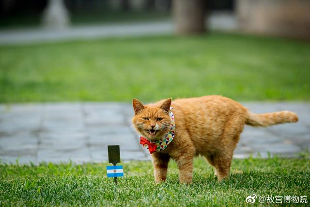 世界杯德国和猫的搞笑视频(宿命or魔咒？德国队输球竟然是因为一只猫！世界杯玄学真的存在！)