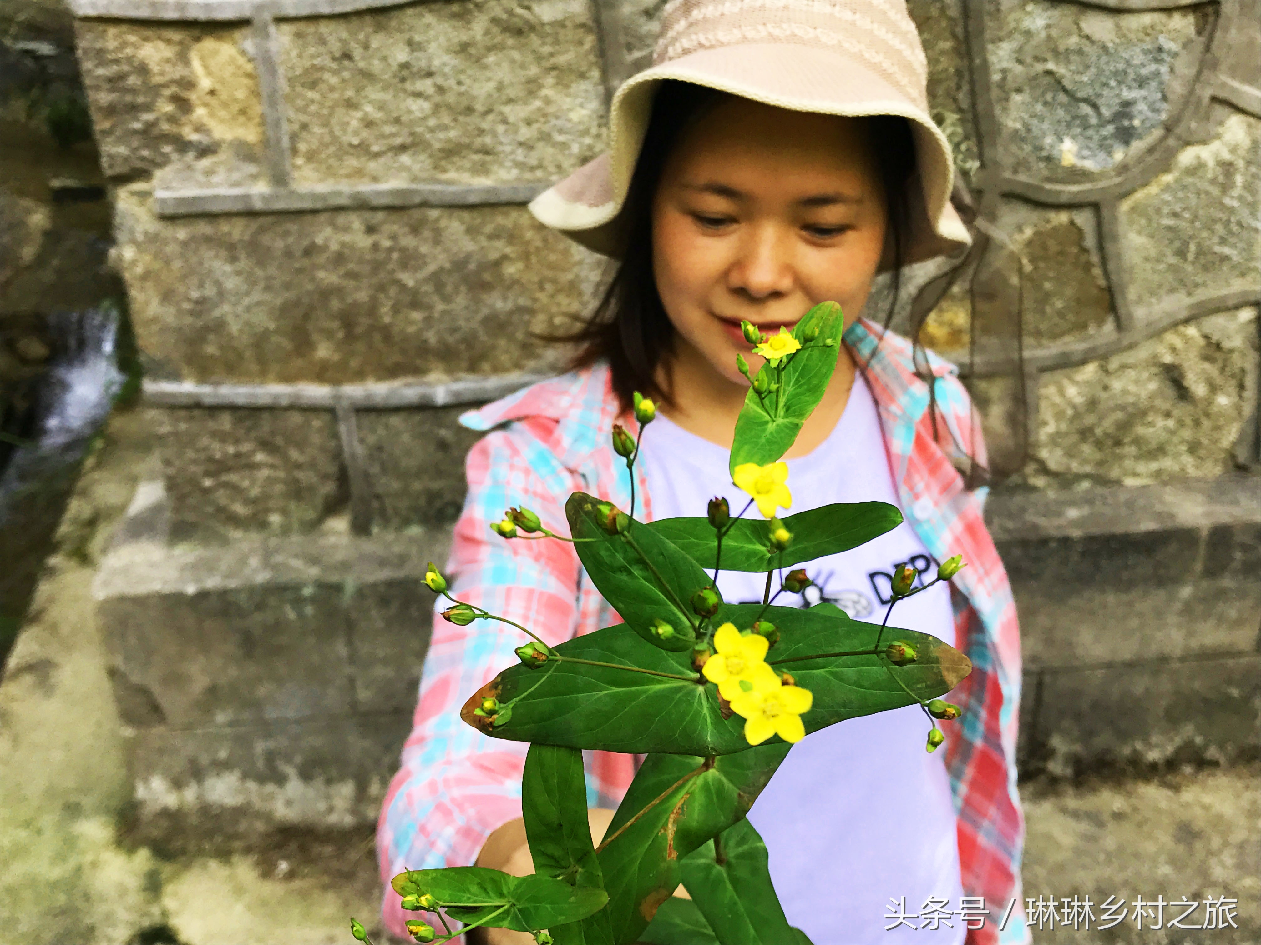 对月草的功效与作用-我的快乐小窝