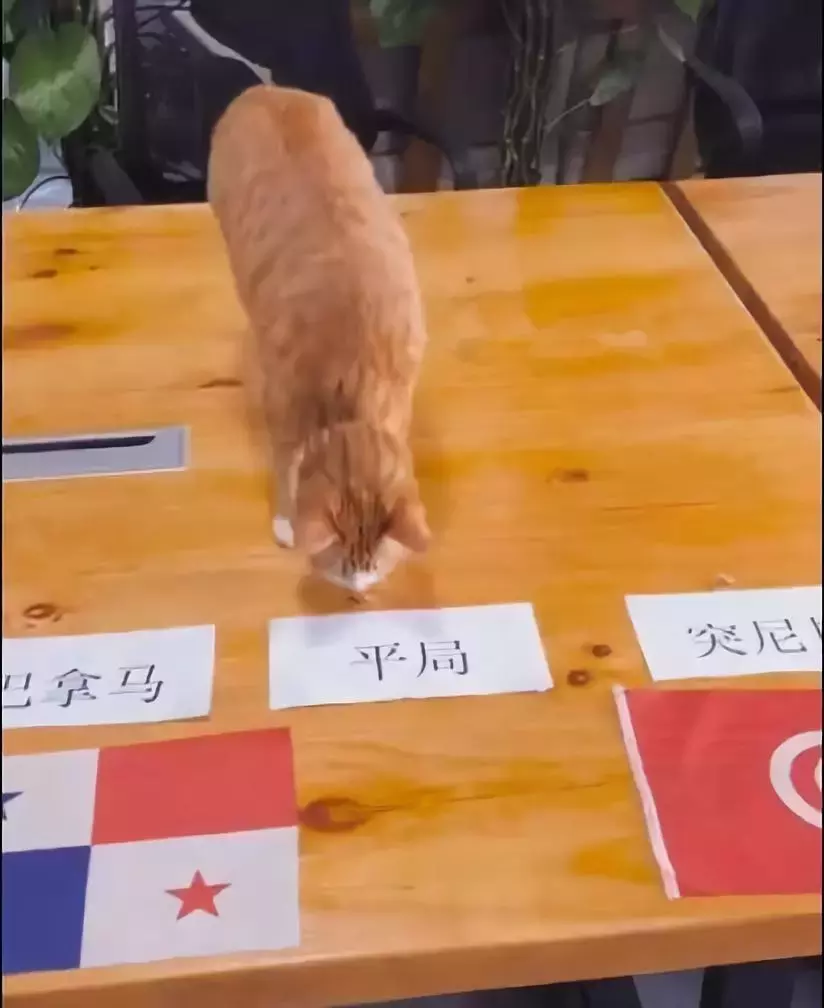 日本动物猜世界杯(动物界的毒奶预测，上一只猜错的龙虾，已经被做成蒜蓉的了！)