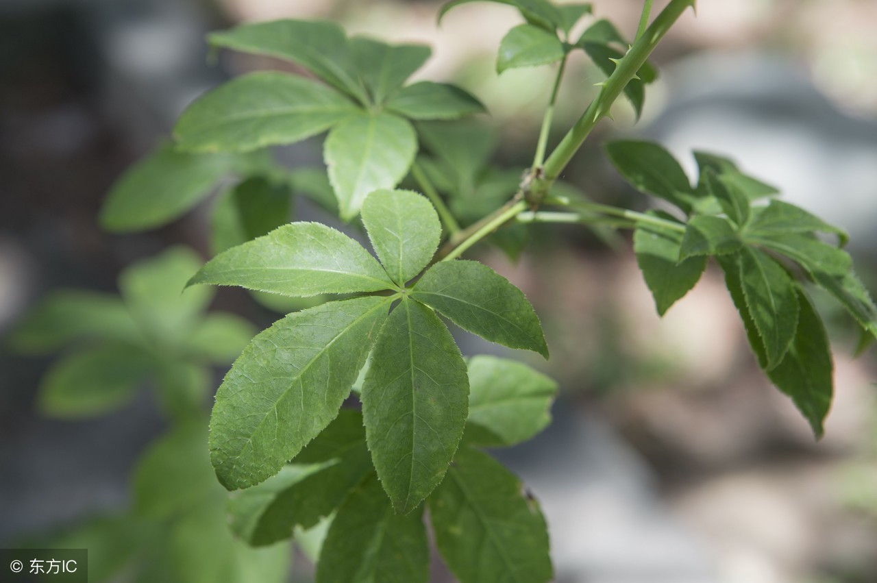 3,食用方式:介绍刺五加叶的食用方式及技巧.