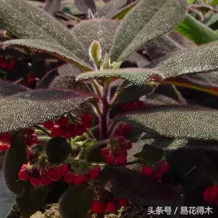 虎舌红的作用和功效(虎舌红的鉴赏与养护)