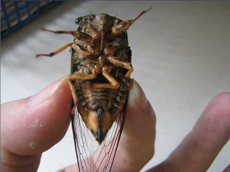 蝉的歌唱声又开始了,很少有昆虫能发出蝉这么响亮的声音,相对于它的