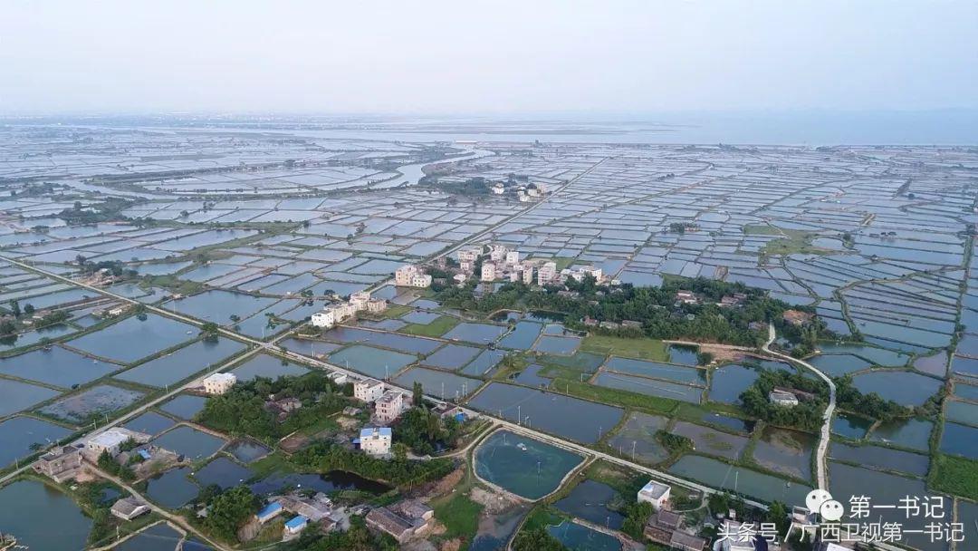 跳跳鱼世界杯小狗追上(海陆交界、泥沙之间，奇妙物种在跳腾……)