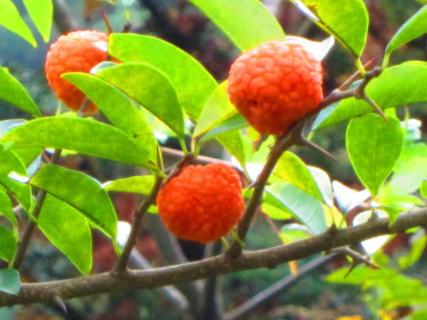 穿破石泡酒的药用价值(它有一个可怕的名字叫"穿破石",农民见了都要