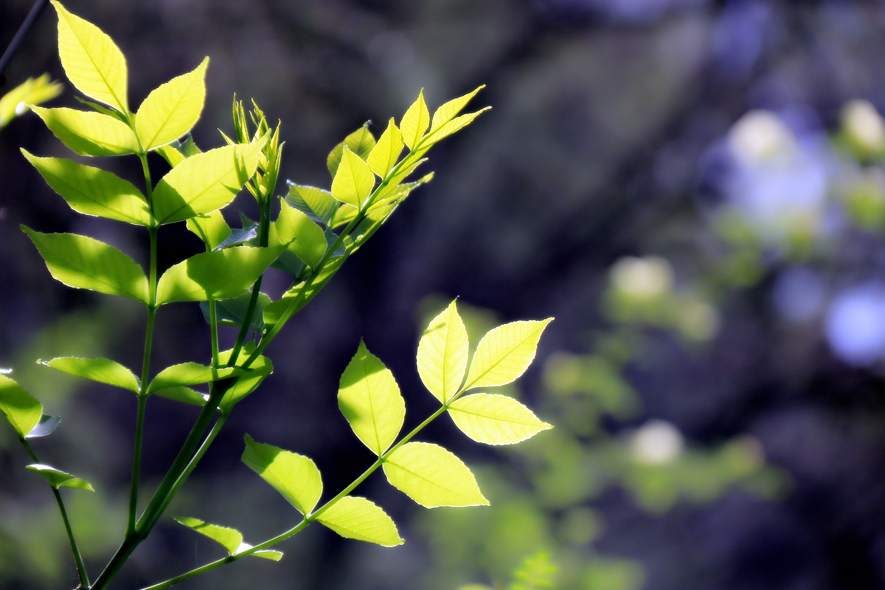 门外春将半,闲花处处开_芳草春回依旧绿,梅花时到自然香 - 成语词句网
