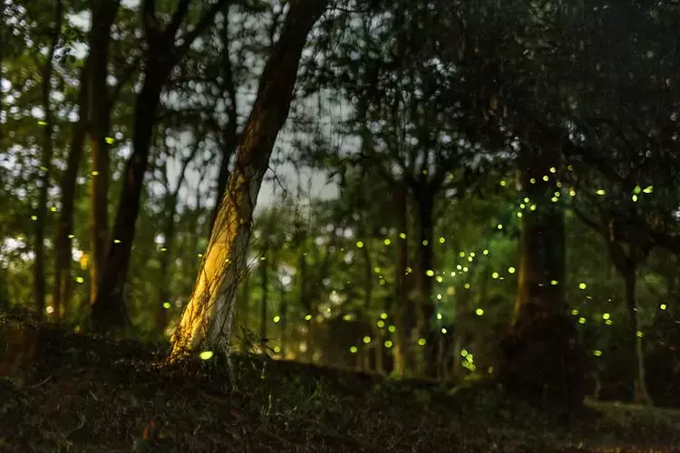 夏夜，流萤