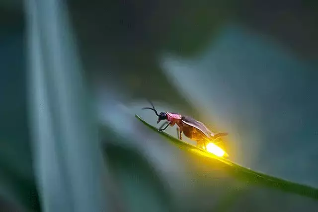 夏夜，流萤