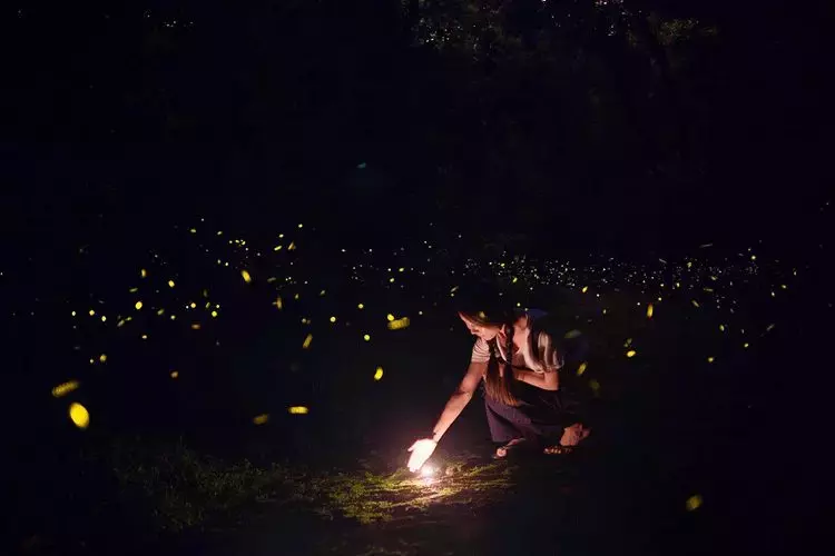 夏夜，流萤