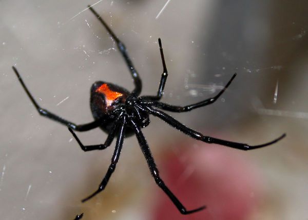 最毒的蜘蛛，十种最毒的蜘蛛