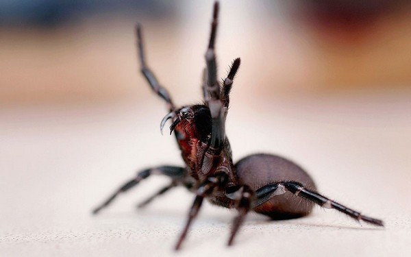 最毒的蜘蛛，十种最毒的蜘蛛