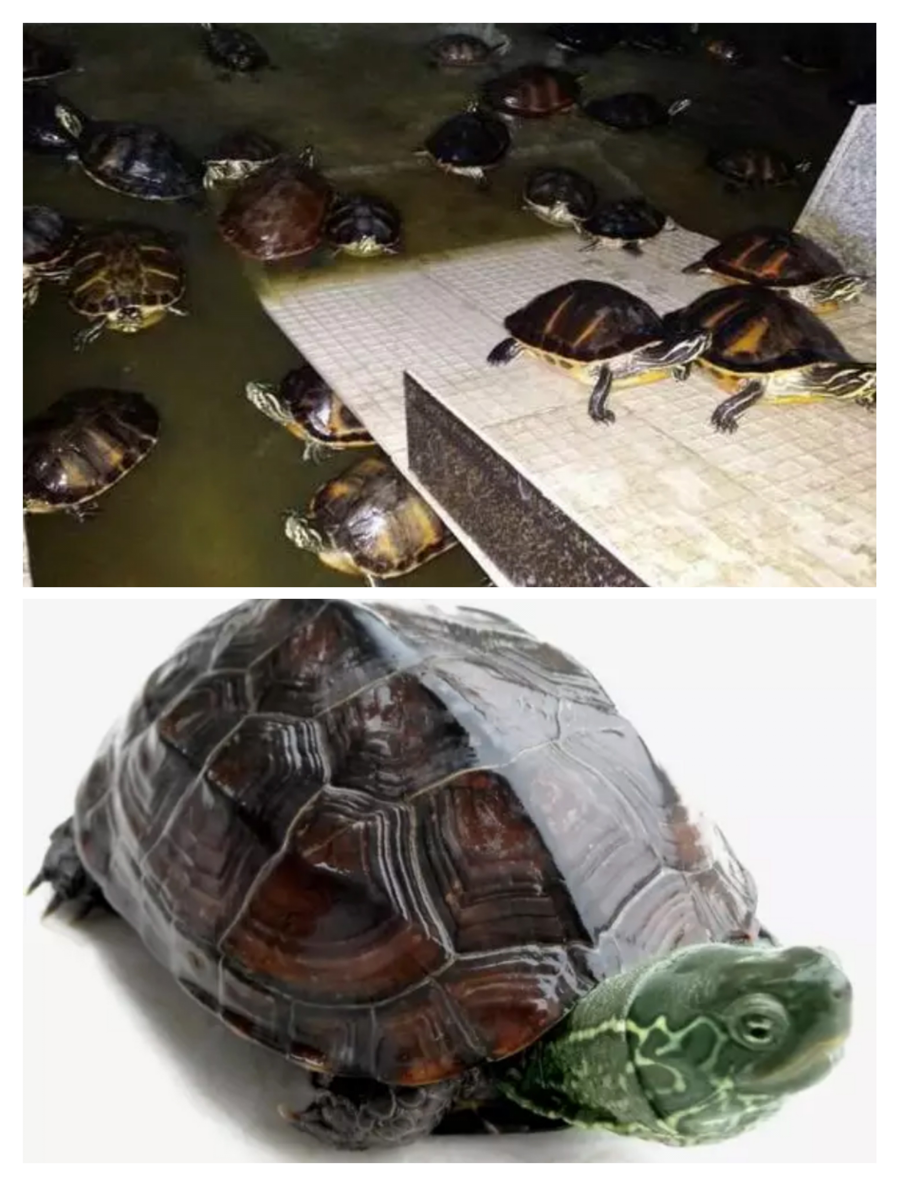 观赏龟养殖方法