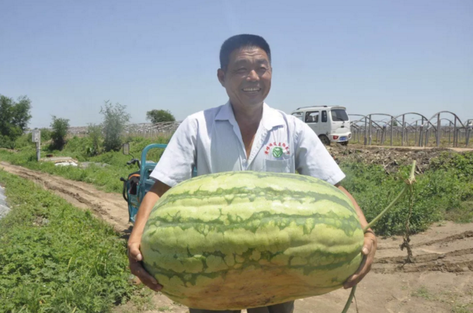 88斤重！巨无霸西瓜平度横空出世 吃瓜群众坐不住了