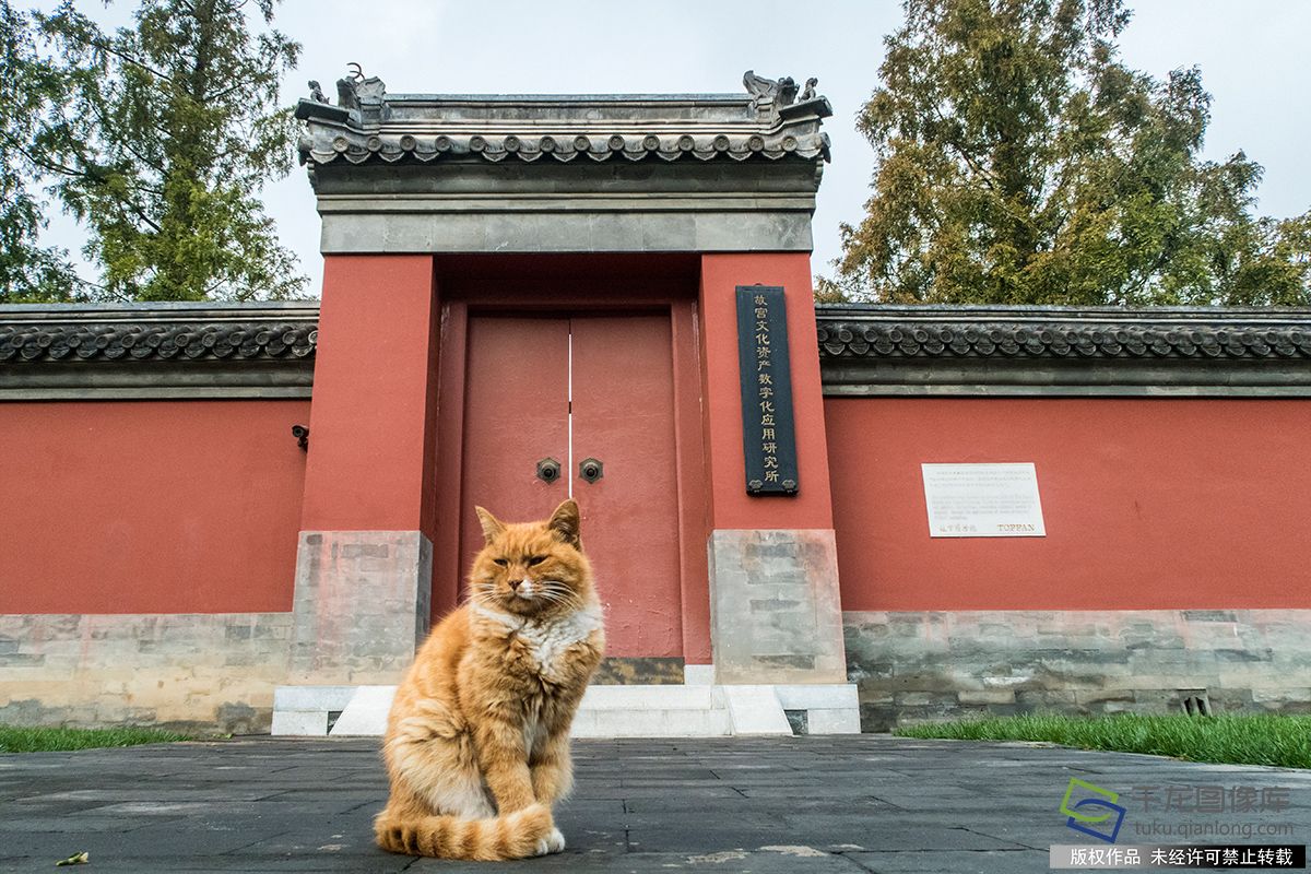 世界杯那只猫世界杯20(再见了！故宫网红可爱小猫咪 猜中6场世界杯比赛因病去世)