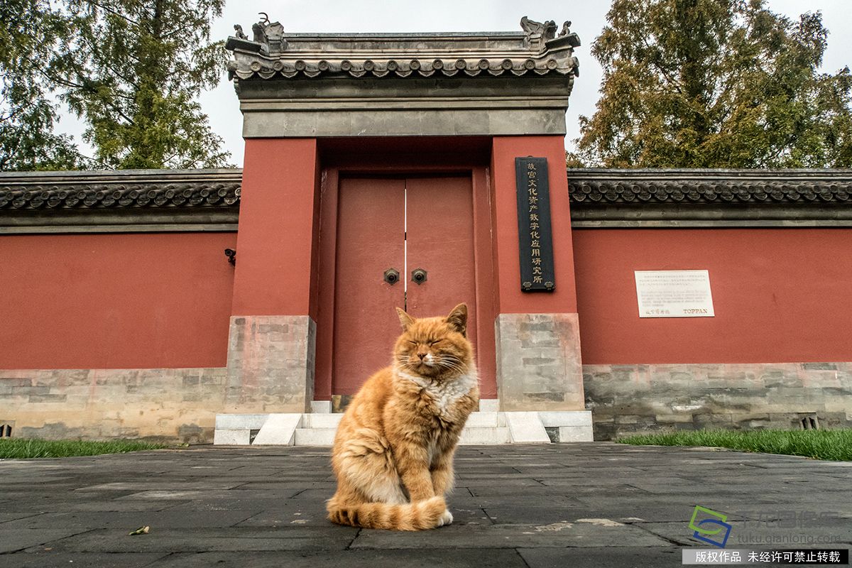 世界杯那只猫世界杯20(再见了！故宫网红可爱小猫咪 猜中6场世界杯比赛因病去世)