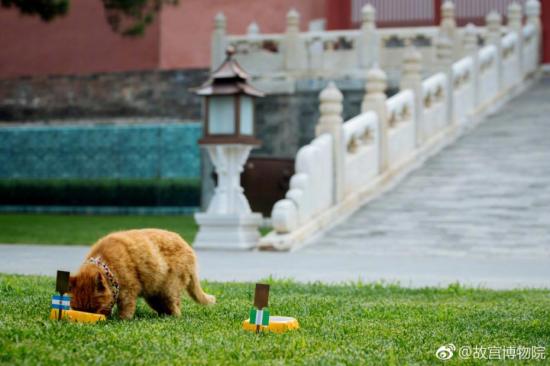 橘猫视频世界杯(故宫网红猫去世 曾连续6次成功预测世界杯比赛胜负)