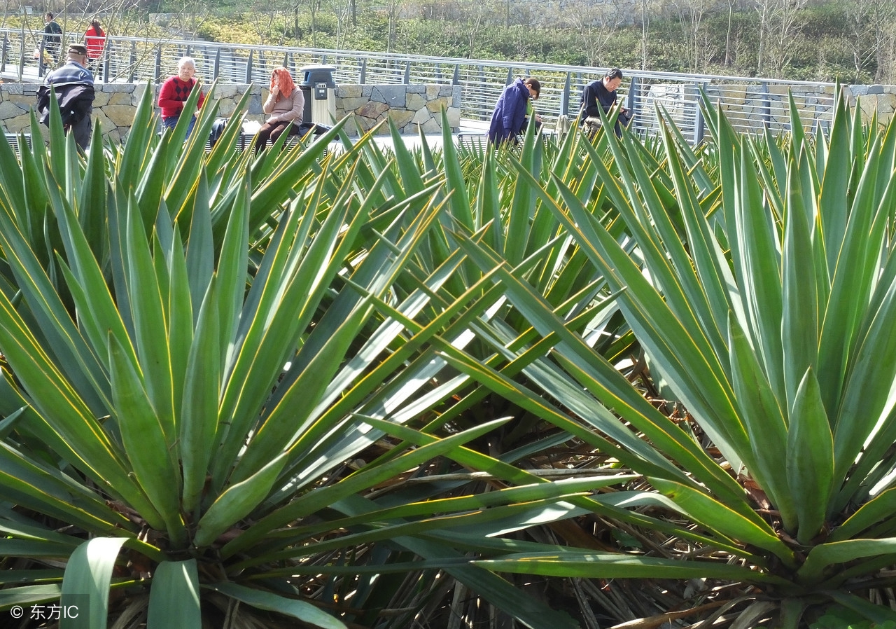 剑麻有什么用途(剑麻价格一吨多少元)-友友