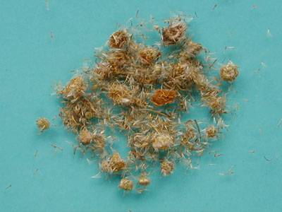 旋覆花货源不丰旋覆花价格:产区来货量有限,市场货源随购随销,旋覆花