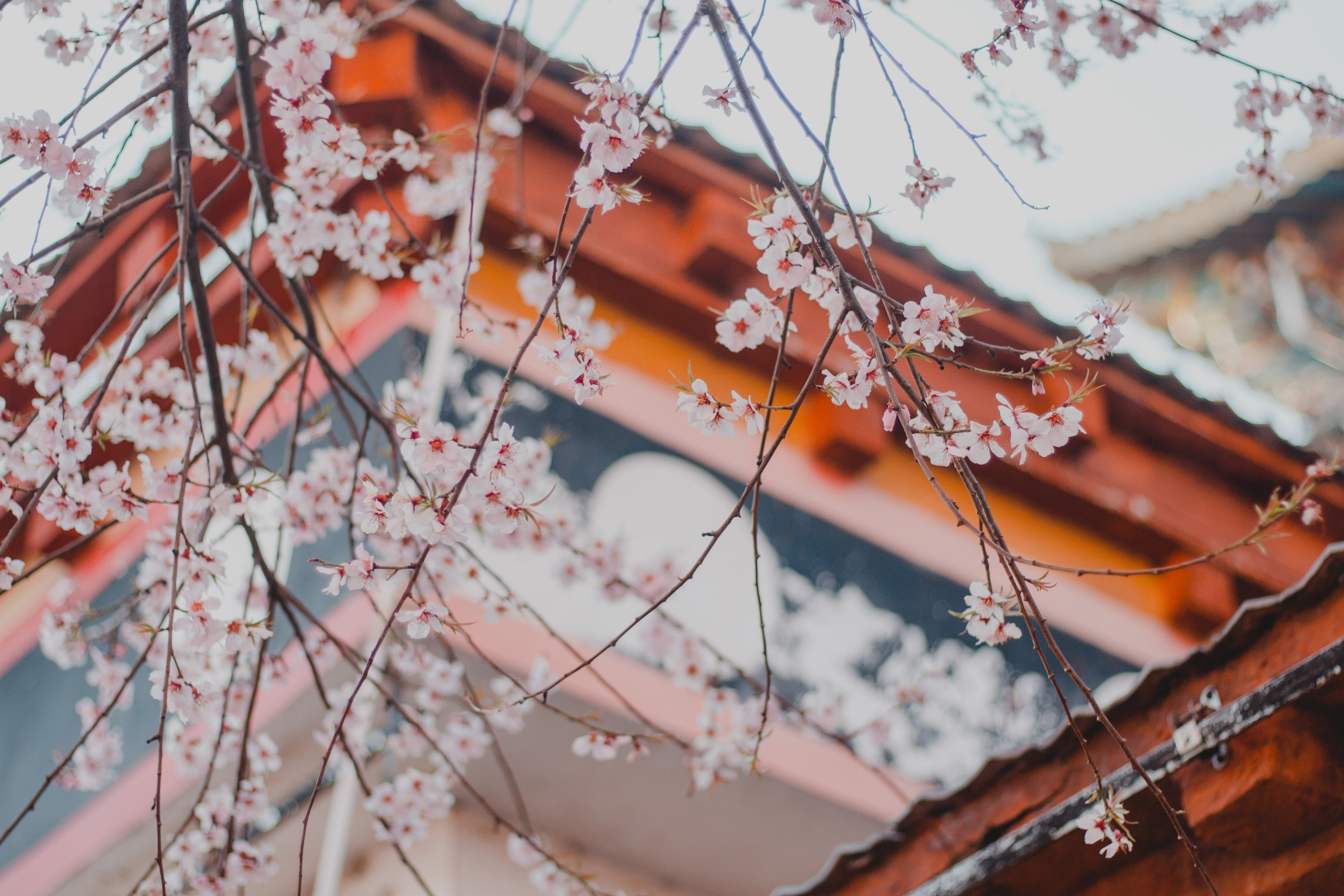 四月的香格里拉--山寺桃花始盛开