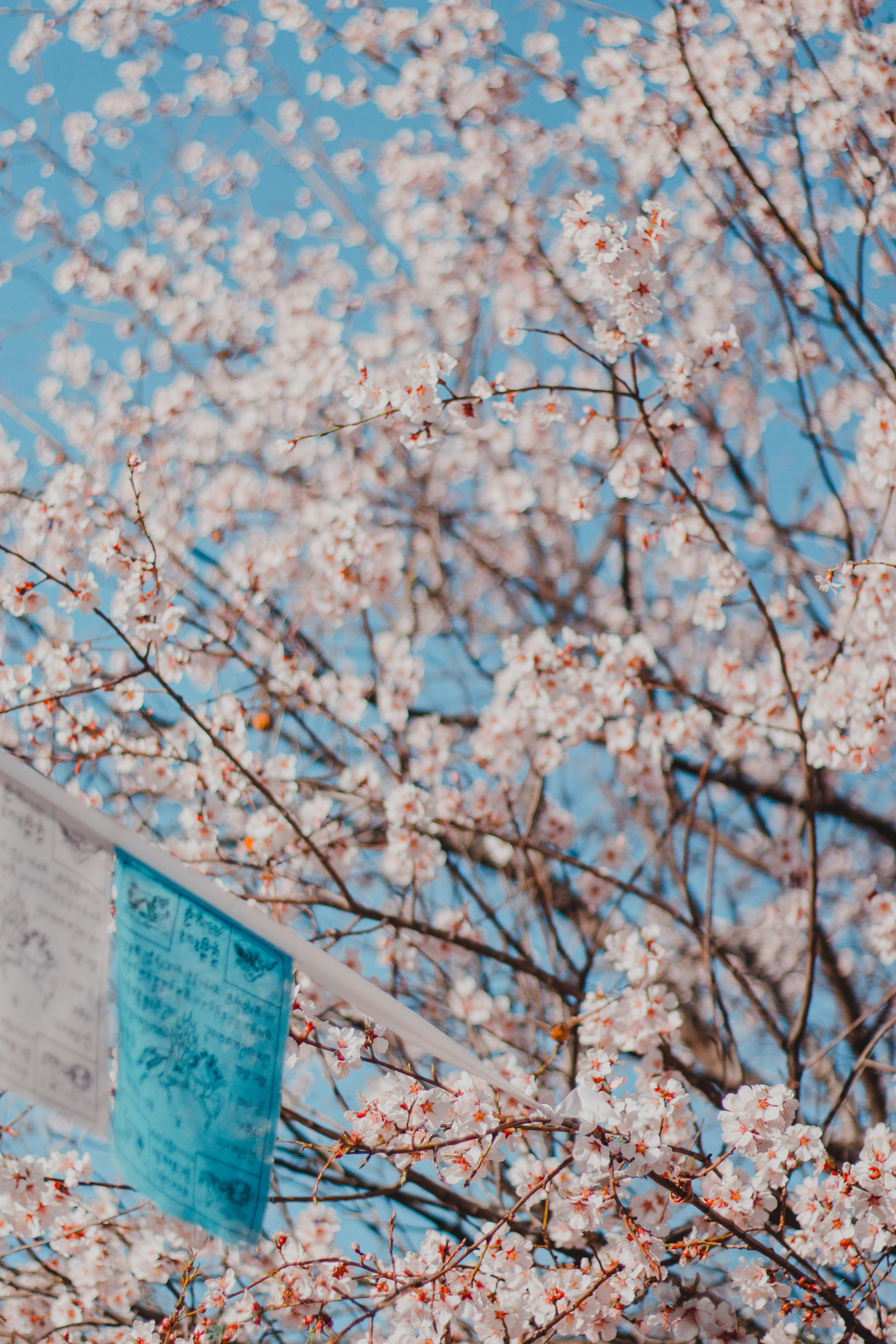 四月的香格里拉--山寺桃花始盛开