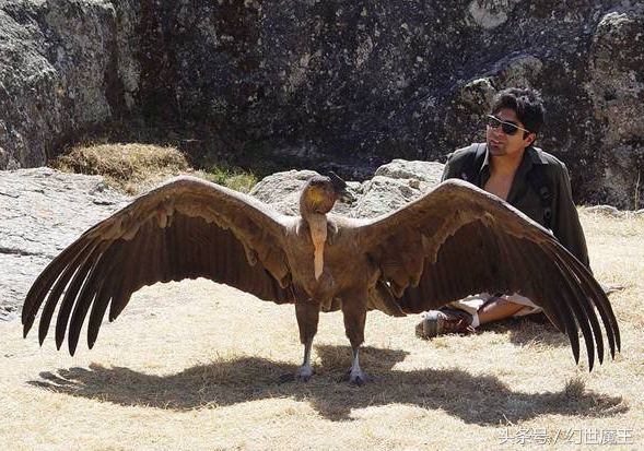 安第斯神鹫(号称难以置信的巨鸟，两翅张开足有6米，南美大陆不落神鹰)