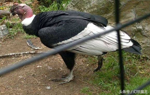 安第斯神鹫(号称难以置信的巨鸟，两翅张开足有6米，南美大陆不落神鹰)