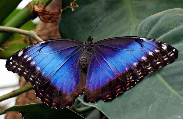 它是巴西的国蝶.其硕大的翅膀使它们能