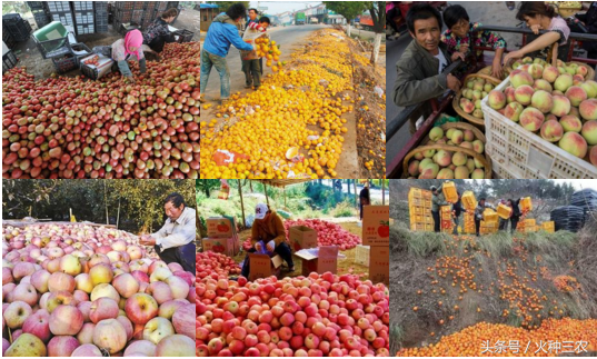 2018水果行业一片惨淡，果农如何在夹缝中求生存？
