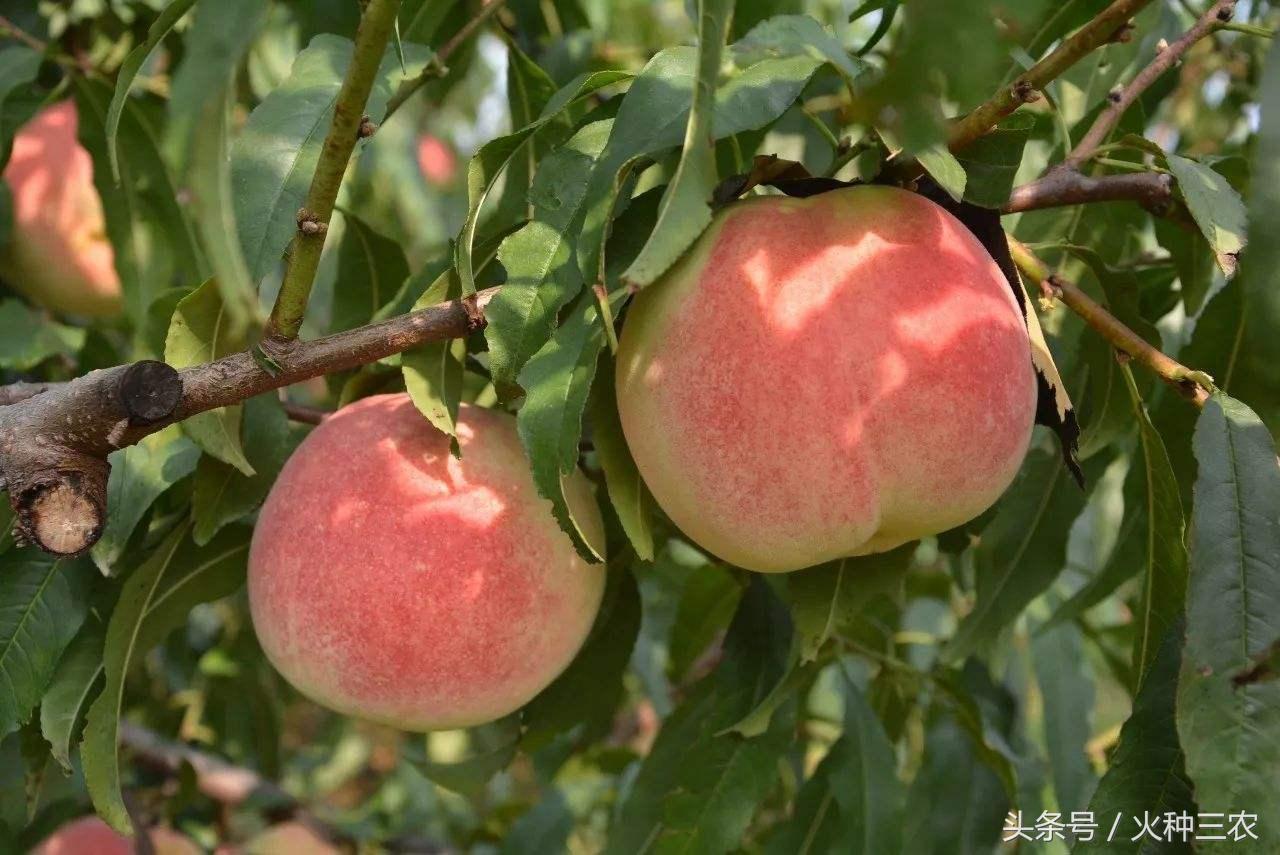 2018水果行业一片惨淡，果农如何在夹缝中求生存？